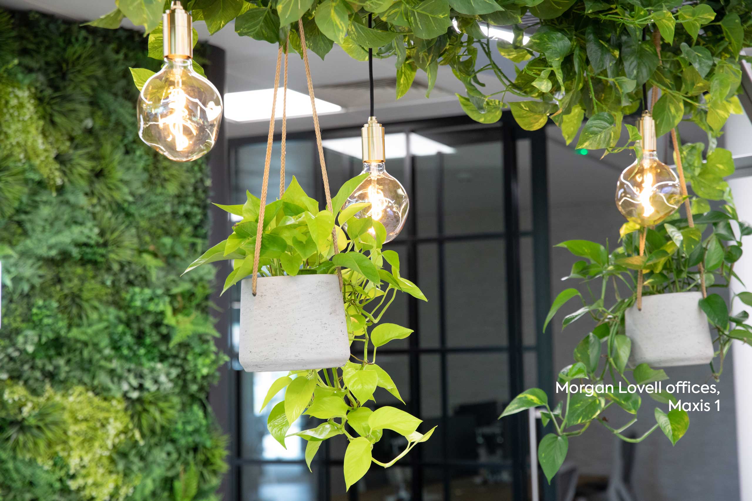 hanging spider plant surrounded by fairy lights in an outdoor office space