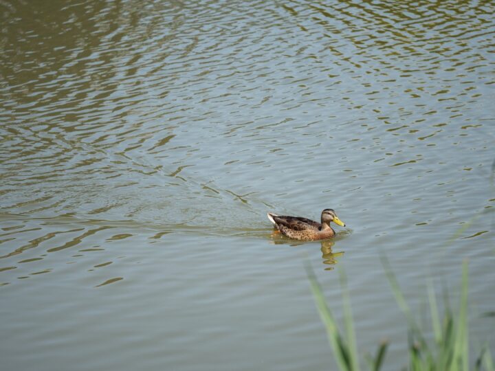 A duck swimming in a calm body of water with ripples following behind. Some grass is visible in the foreground.